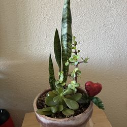 Plant 🪴 varieties