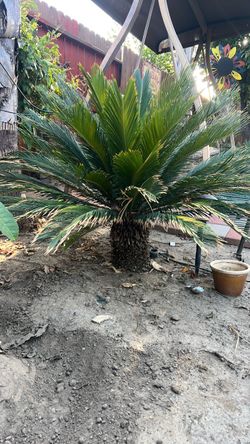 Sego Palm 2 plants