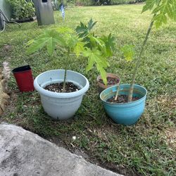 Papayas Plants 