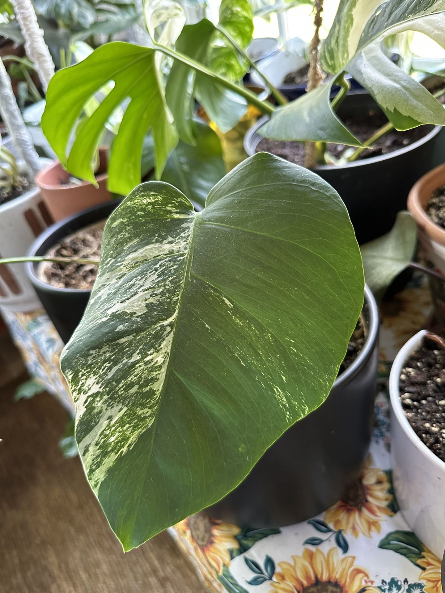 Albo Monstera Rooted Cutting