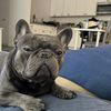 Winston