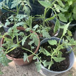 Tomato Plant One $5