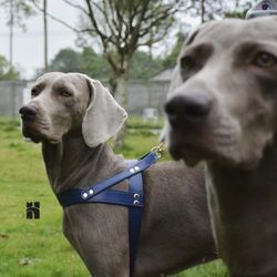 Dog Harness: Small-XL