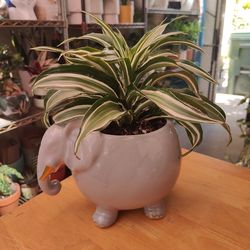 Dracaena White Jewel Indoor Plant