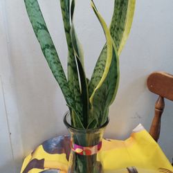 Plant 