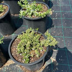 5-Gallon Rosemary ‘Prostratus’ (Ground Cover) - $8 Each