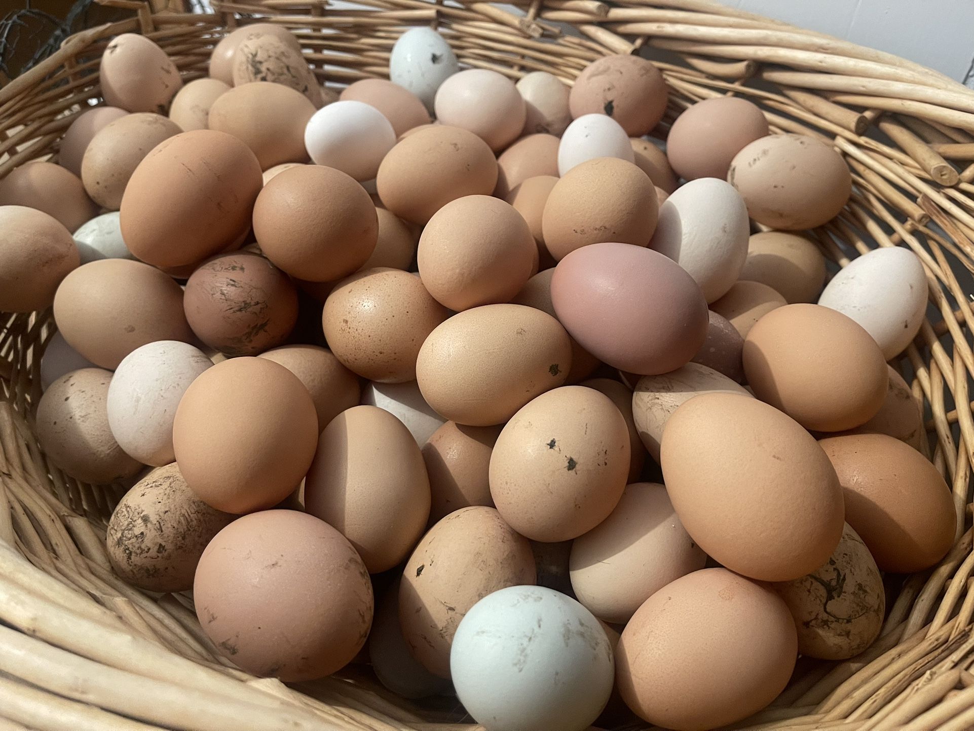 FRESH CHICKEN EGGS
