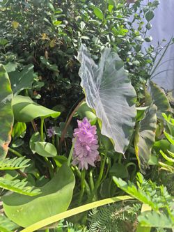 Water plants. Plantas de agua.
