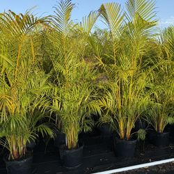 Areca Palms 7 G
