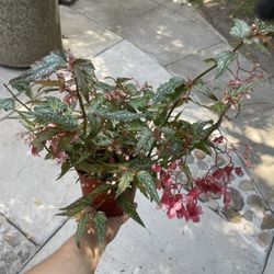 6” Begonia Medora 