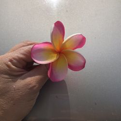 Plumeria Cuttings