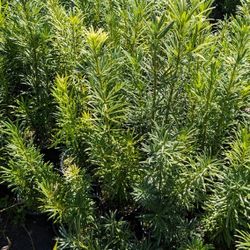 Podocarpus  Tall Instant Privacy Hedge Full Green Fertilize Wide Ready For Planting Same Day Transportation