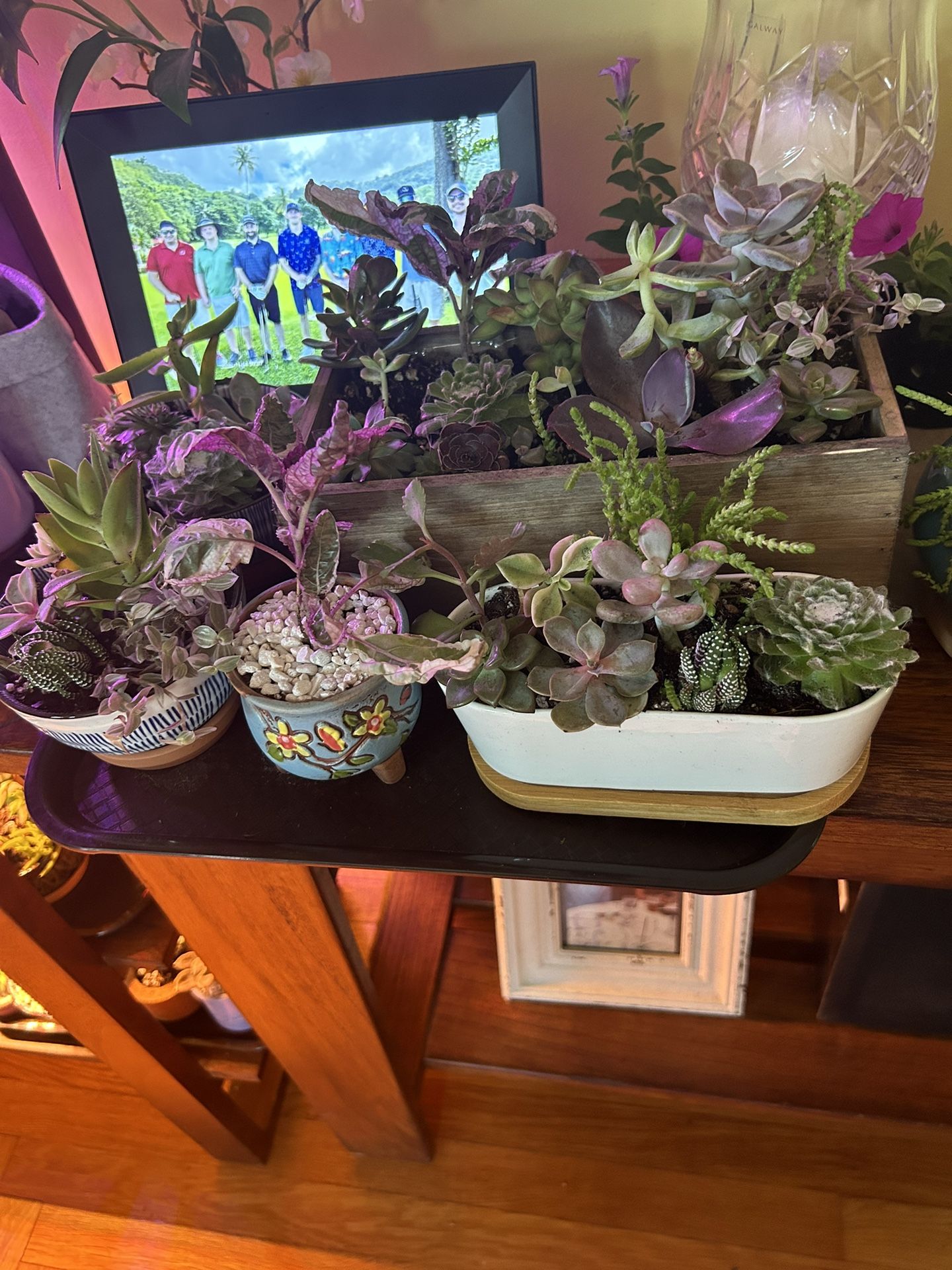 Assorted Succulents 