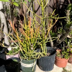 Firestick Plants $20  Each Pot 