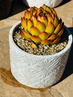 Korean imported succulent in white Ceremic pot