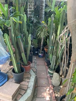 Cactus