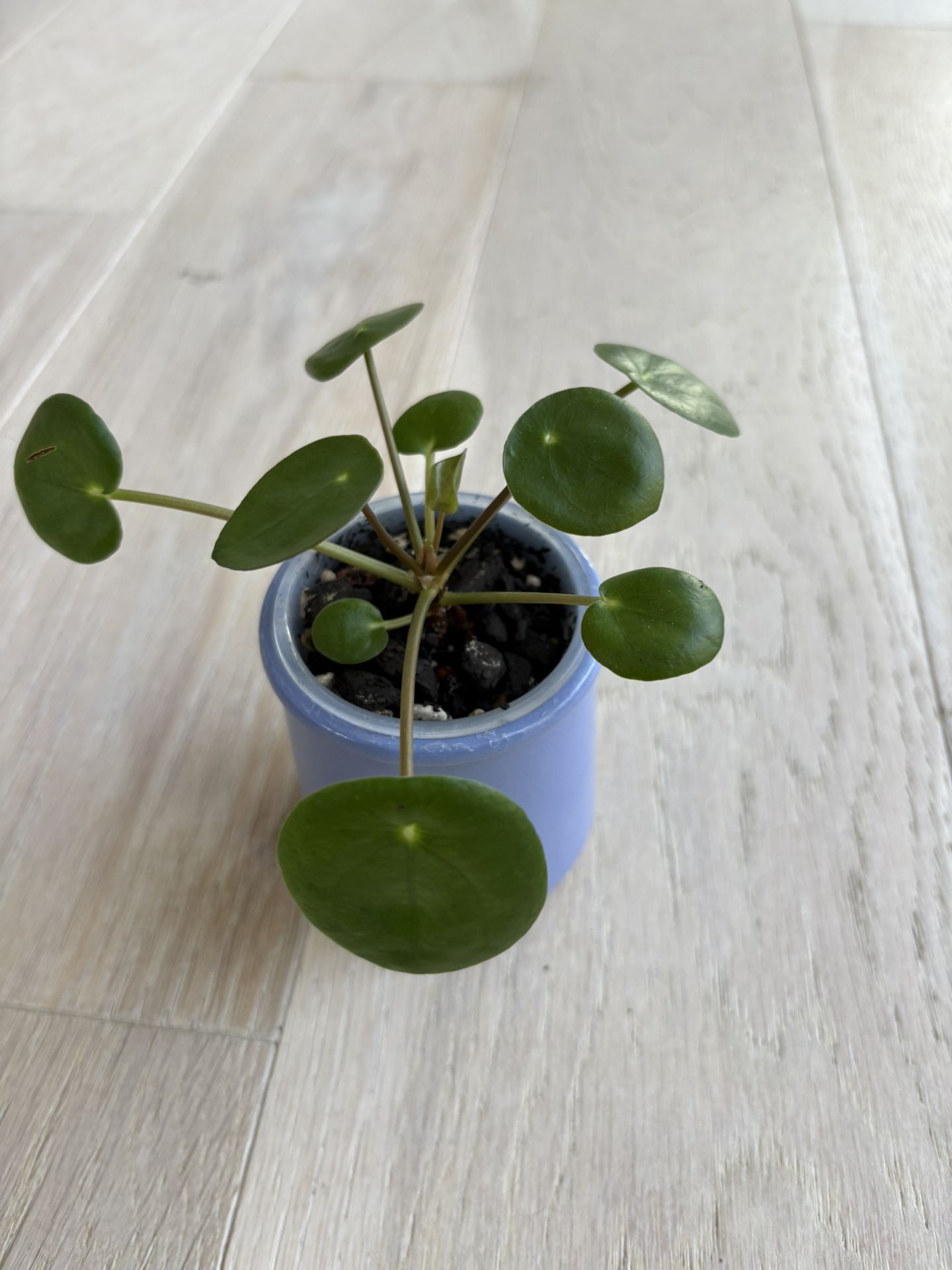 Pilea Peperomioides / Chinese Money Plant In 2.5 Inch Pot