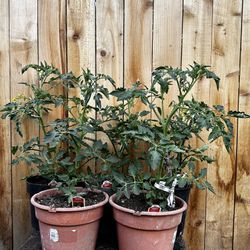 Tomato Plants  (Ace / 4th of July)