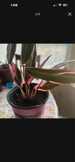 Pink Princess Philodendron