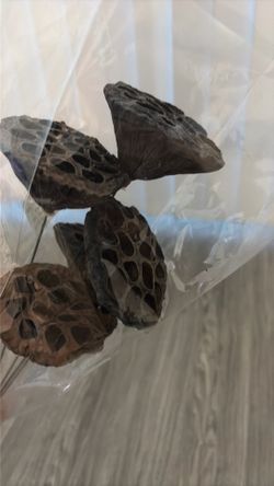 Large Dried Lotus Pods – 5 Pieces – Home Decor-new unopened package