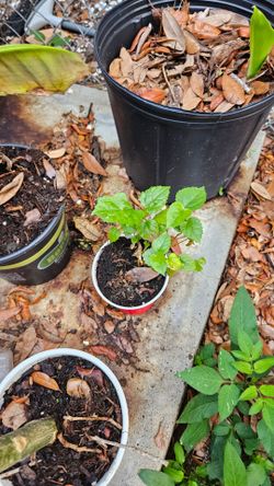Mulberry from seed