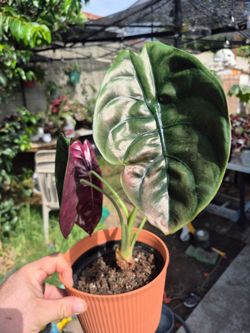 Alocasia Cuprea