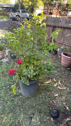 Plantas