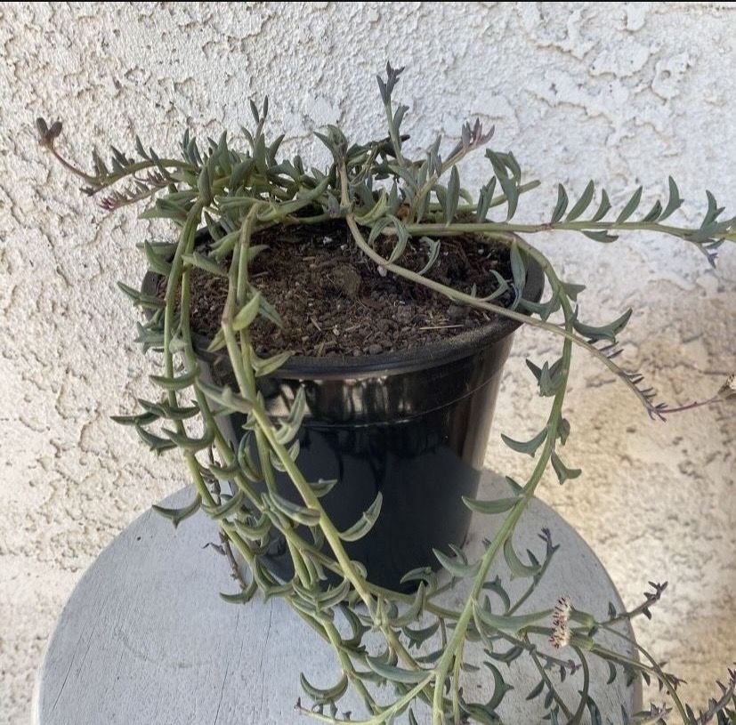 1.5 Gallon Pot Hanging Trailing Succulent Plant - Dendrophorbium Peregrinum - String of Dolphins - Established Plant - Drought Resistant 🪴