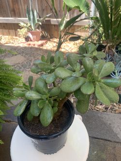 Jade Plant