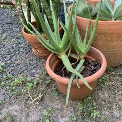 Aloe Vera Plant 