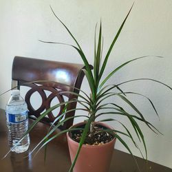 House Plant In A Nice Ceramic Pot, Home Decoration 