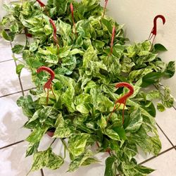 🌿Super Gorgeous,Very Healthy ♥️MARBLE QUEEN🙏PLS READ DESCRIPTION $30 Each