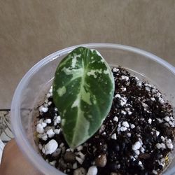 Alocasia Pink Black Velvet Corm Pup