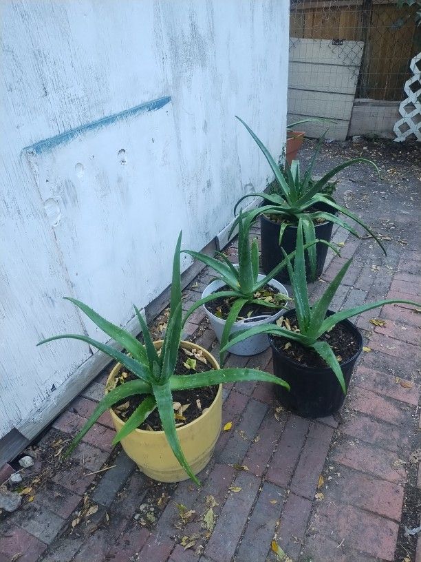 Large Aloe Vera Plants In Pot