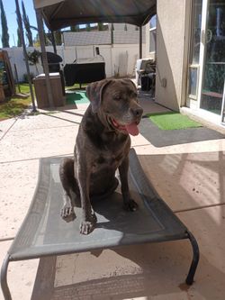 Large Elevated Dog Bed / Cooling Pet Cot (43" x 31"). Model  Not included.