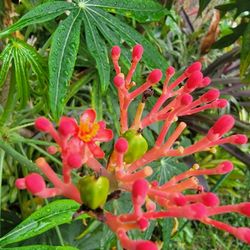 Coral Plant 