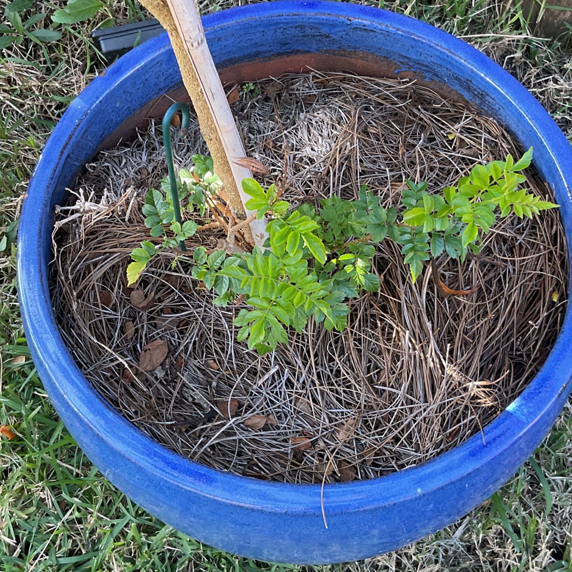 51/2 Tall Cape Honey Suckle Plant With Pot 