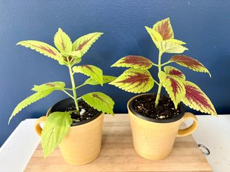 Pair of Coleus Houseplants