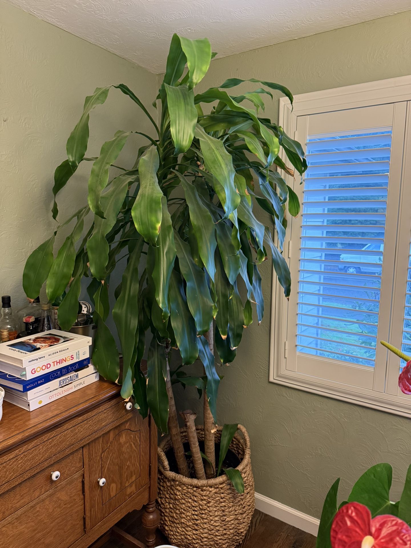 7ft House Plant