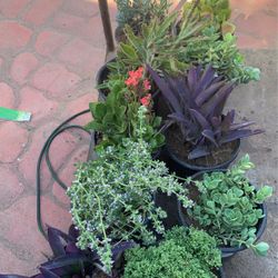 Succulent On Sale Only 5$ For 1 Gallon Pot . 12$ For 5 Galon Pot