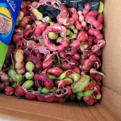 Guamuchiles