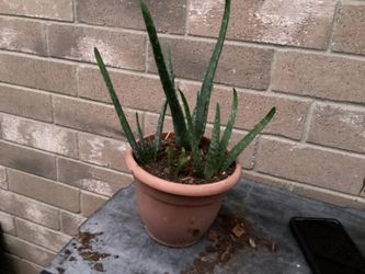 Aloe Vera Plant, Snake plants