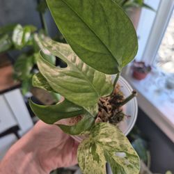 Split Leaf Glacier Pothos