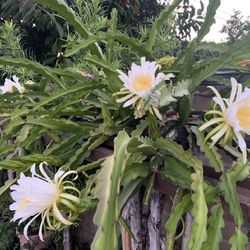 Red Pitahaya Cuttings