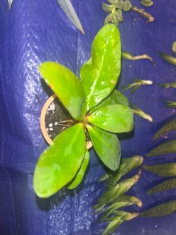 Corona de cristo plant