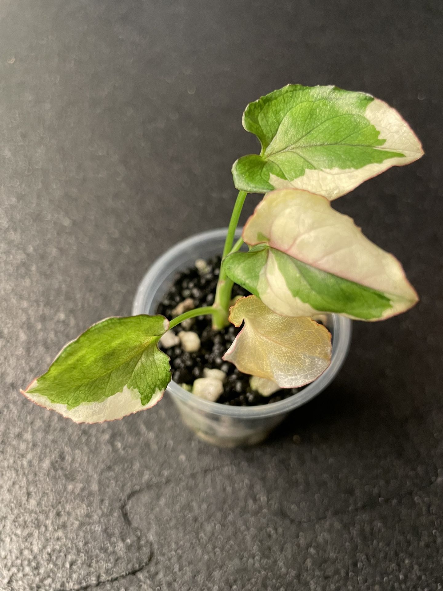 Syngonium White Princess