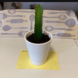 Large Cactus Plant In Glazed White Ceramic Pot