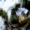 Ms. Little
