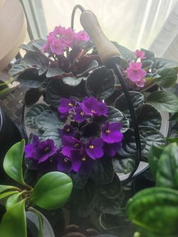 African Violet
