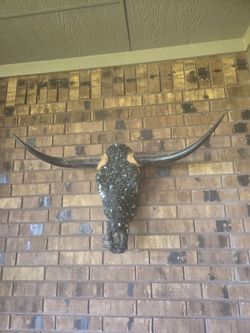 Longhorn skull